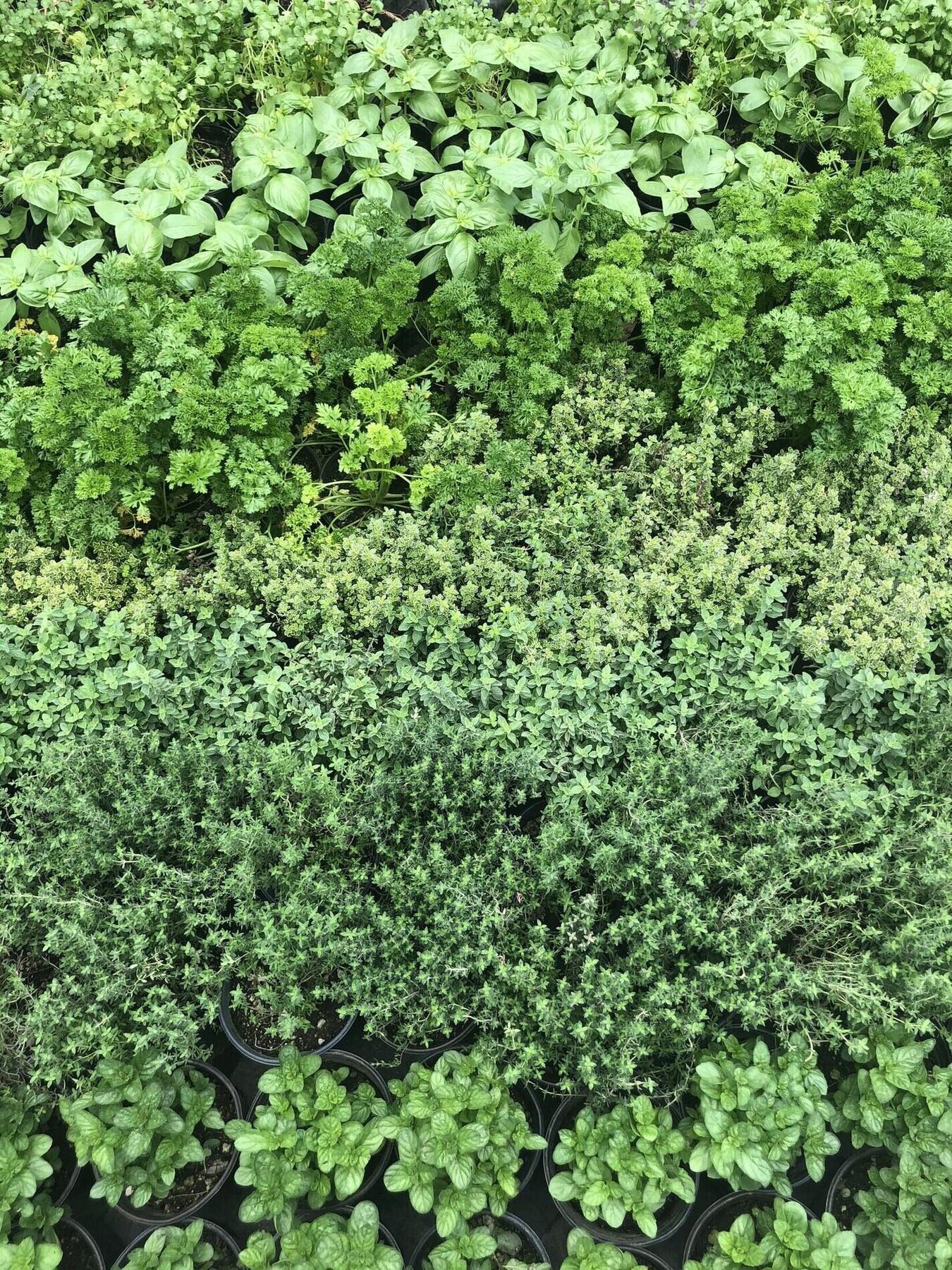 A dense bed of fresh herbs — basil, parsley and thyme — seen from above.