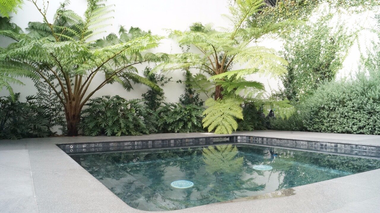 A pool framed by tropical planting and a tree fern.