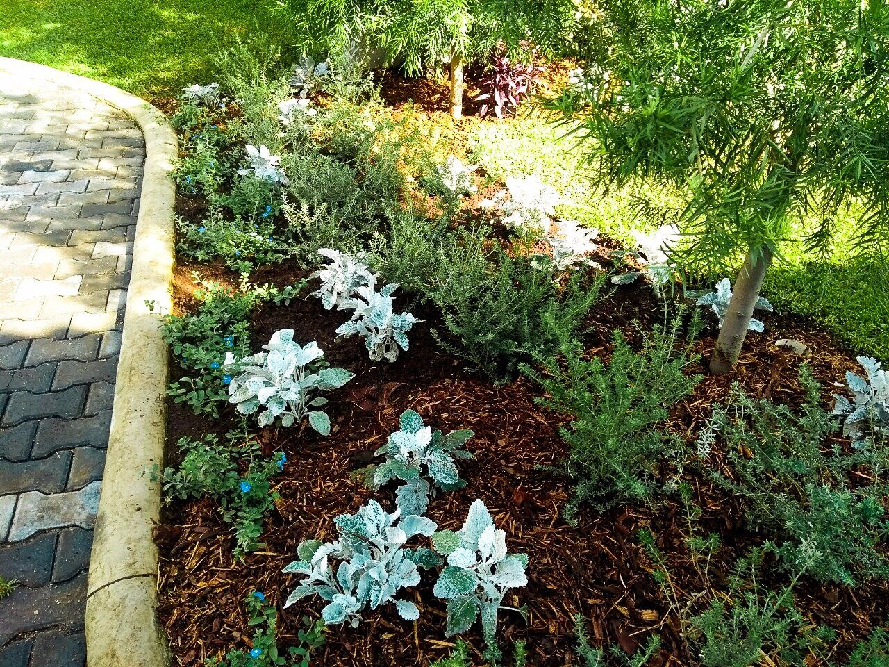 Planted garden beds with silver foliage, mulch and stone edging.