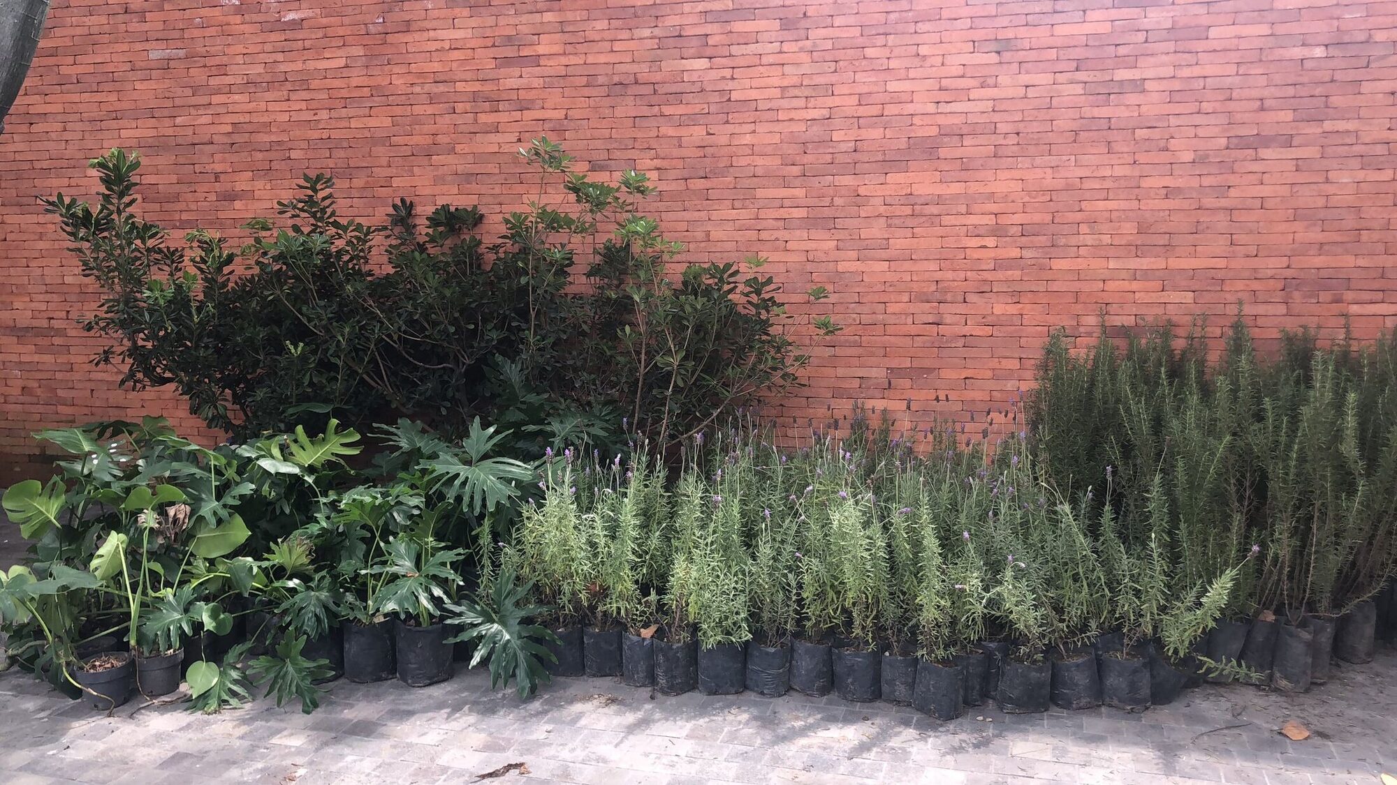 Young plants and shrubs staged along a brick wall before installation.