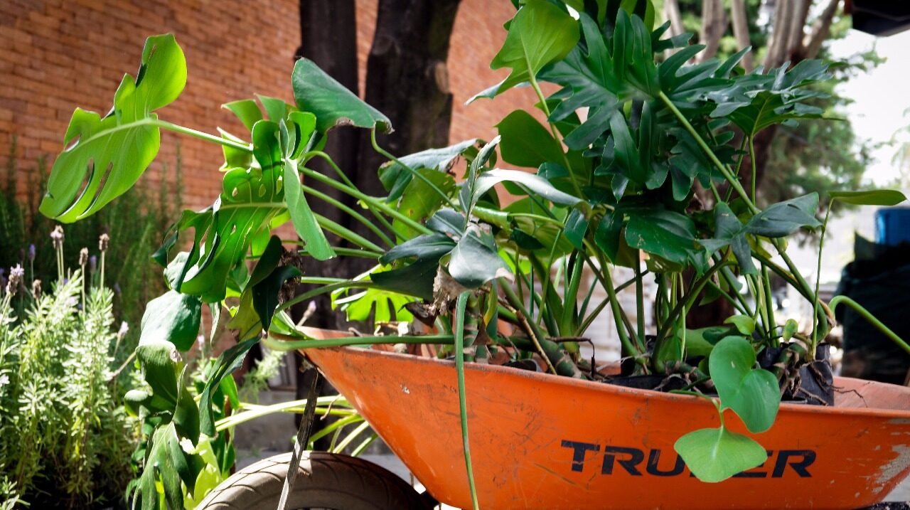 Potted plants ready for installation in a wheelbarrow.