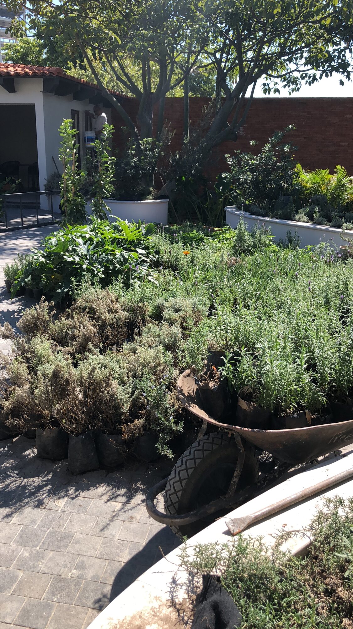 An aerial view of a planted garden.